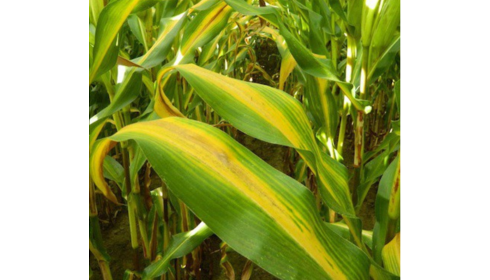 Kukorica - nitrogénhiány