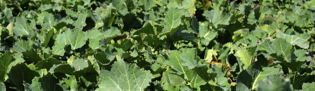 repce oldalhajtások kialakulása