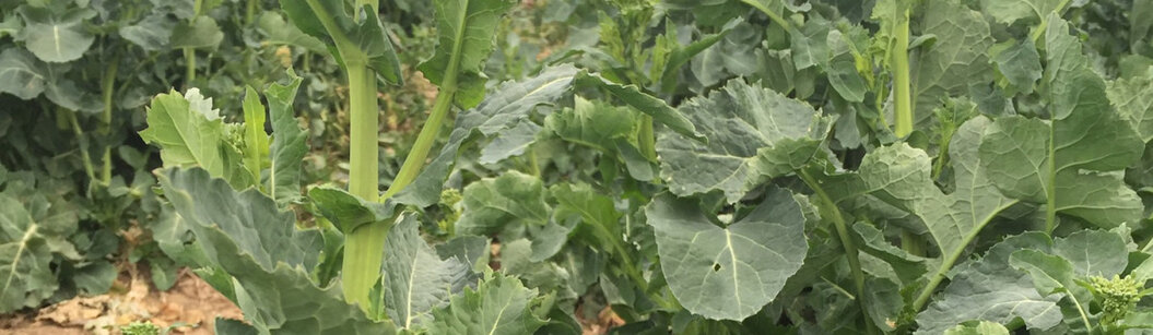 repce szárnövekedés