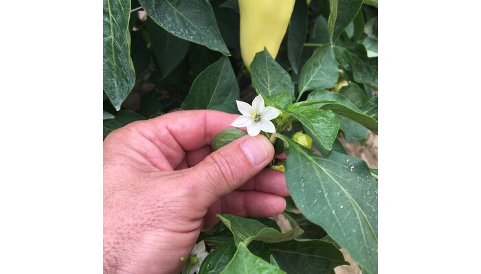 Paprika - pollenképzés javítása