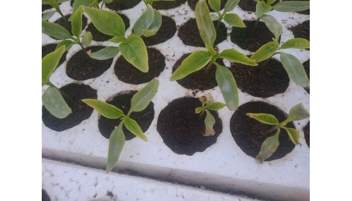 Paprika - baktériumos betegségek