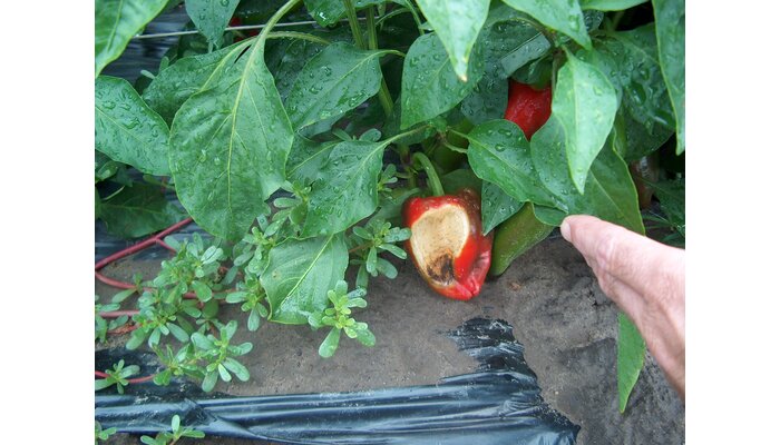 Paprika – napégés