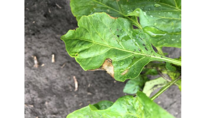 Paprika - xanthomonas